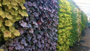 West Conshy Living Wall Plants Greenhouse photo